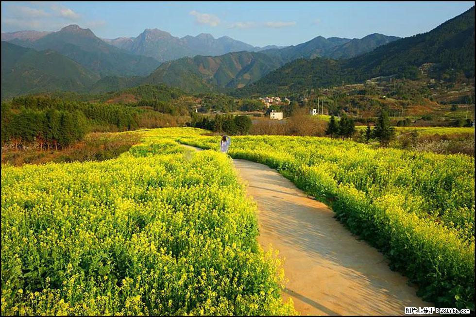 【春天，广西桂林灌阳县向您发出邀请！】长坪村油菜盛情花开 - 游山玩水 - 漳州生活社区 - 漳州28生活网 zhangzhou.28life.com