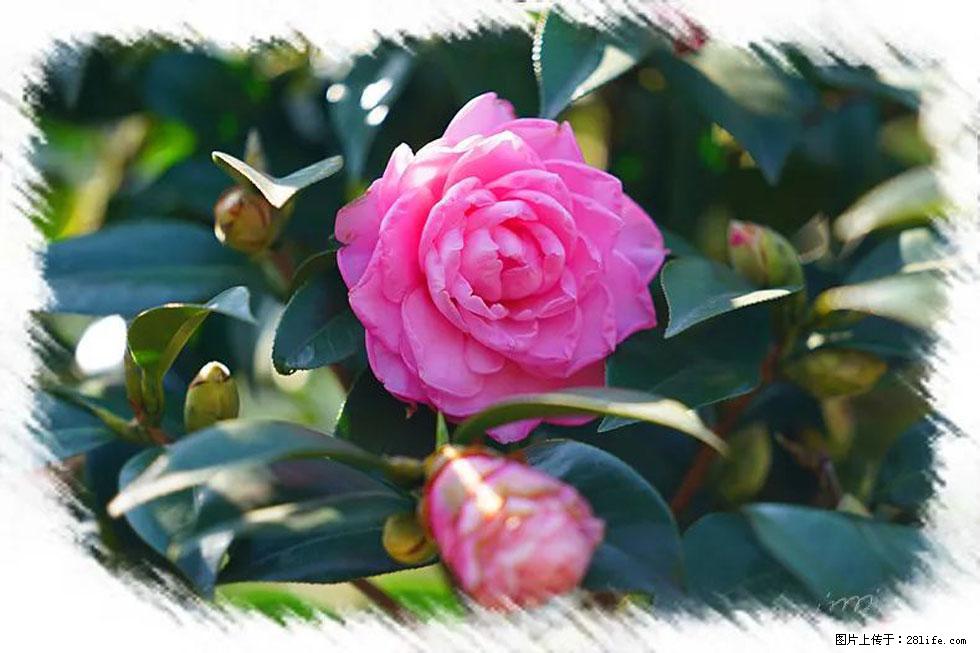 【春天，广西桂林灌阳县向您发出邀请！】杨柳井茶花惹人爱 - 游山玩水 - 漳州生活社区 - 漳州28生活网 zhangzhou.28life.com
