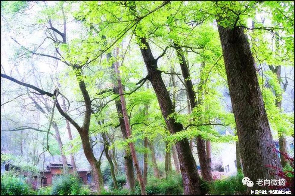 【春天,广西桂林灌阳县向您发出邀请!】在小龙村与春天约会 - 游山玩水 - 漳州生活社区 - 漳州28生活网 zhangzhou.28life.com