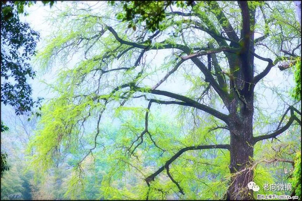 【春天,广西桂林灌阳县向您发出邀请!】在小龙村与春天约会 - 游山玩水 - 漳州生活社区 - 漳州28生活网 zhangzhou.28life.com