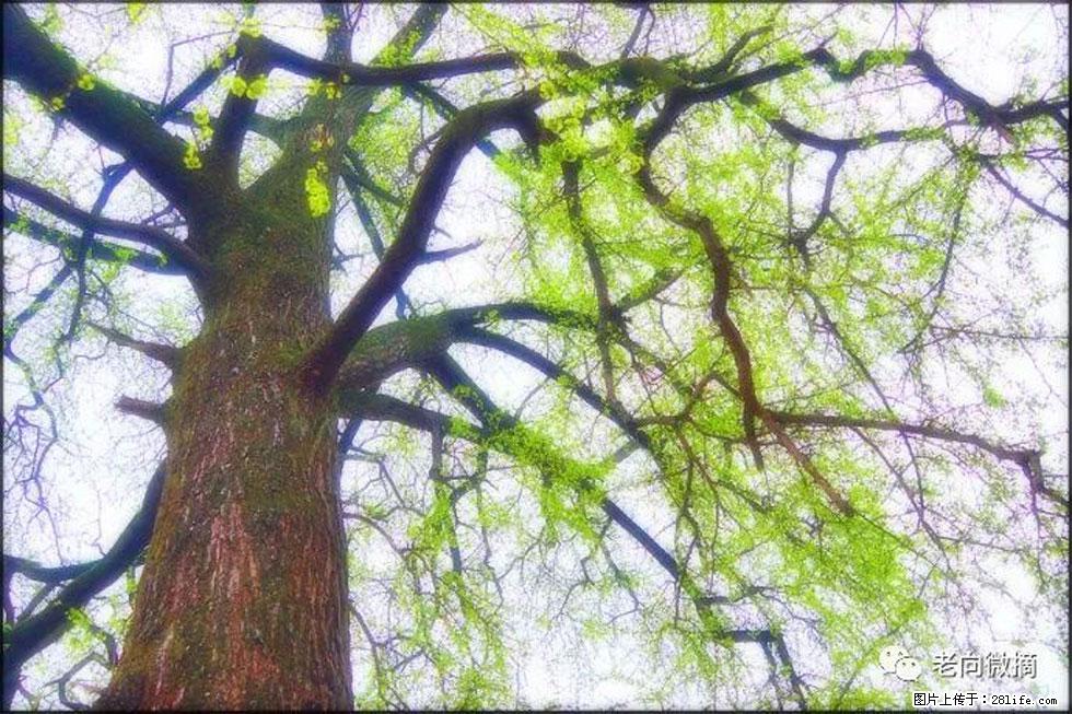【春天,广西桂林灌阳县向您发出邀请!】在小龙村与春天约会 - 游山玩水 - 漳州生活社区 - 漳州28生活网 zhangzhou.28life.com