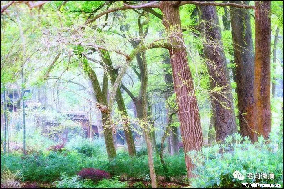 【春天,广西桂林灌阳县向您发出邀请!】在小龙村与春天约会 - 游山玩水 - 漳州生活社区 - 漳州28生活网 zhangzhou.28life.com