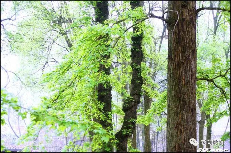 【春天,广西桂林灌阳县向您发出邀请!】在小龙村与春天约会 - 游山玩水 - 漳州生活社区 - 漳州28生活网 zhangzhou.28life.com