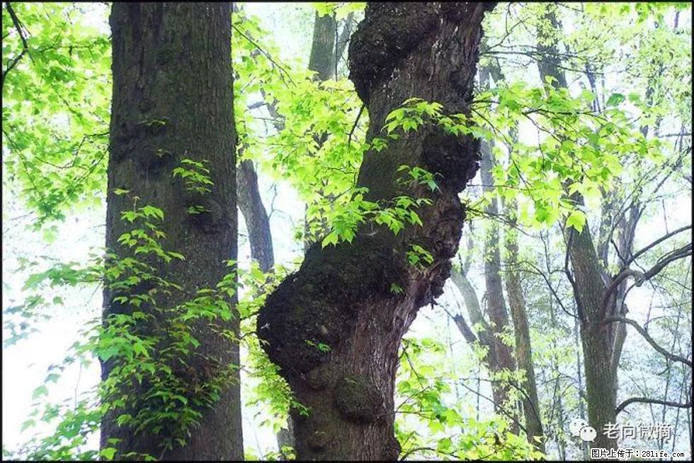 【春天,广西桂林灌阳县向您发出邀请!】在小龙村与春天约会 - 游山玩水 - 漳州生活社区 - 漳州28生活网 zhangzhou.28life.com