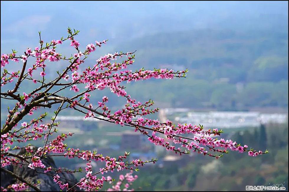 【春天,广西桂林灌阳县向您发出邀请!】望月岭上桃花开 - 游山玩水 - 漳州生活社区 - 漳州28生活网 zhangzhou.28life.com