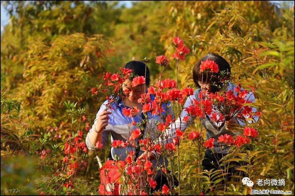 【春天,广西桂林灌阳县向您发出邀请!】登麒麟山,相约映山红 - 游山玩水 - 漳州生活社区 - 漳州28生活网 zhangzhou.28life.com