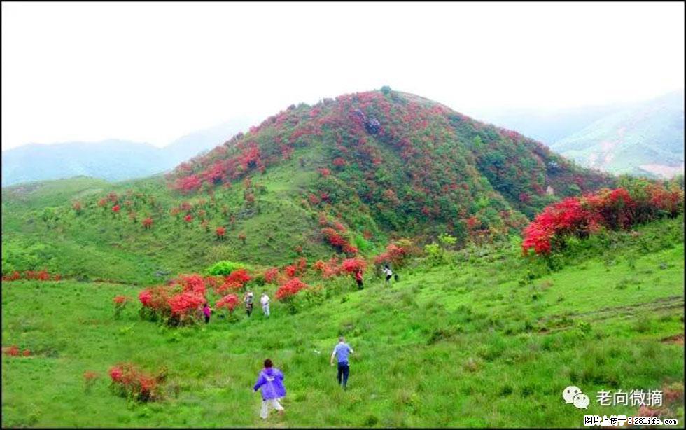 【春天,广西桂林灌阳县向您发出邀请!】宝盖山上映山红 - 游山玩水 - 漳州生活社区 - 漳州28生活网 zhangzhou.28life.com
