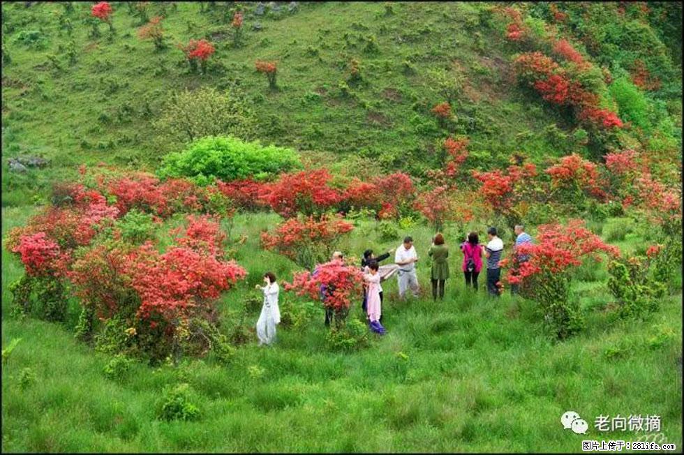 【春天,广西桂林灌阳县向您发出邀请!】宝盖山上映山红 - 游山玩水 - 漳州生活社区 - 漳州28生活网 zhangzhou.28life.com