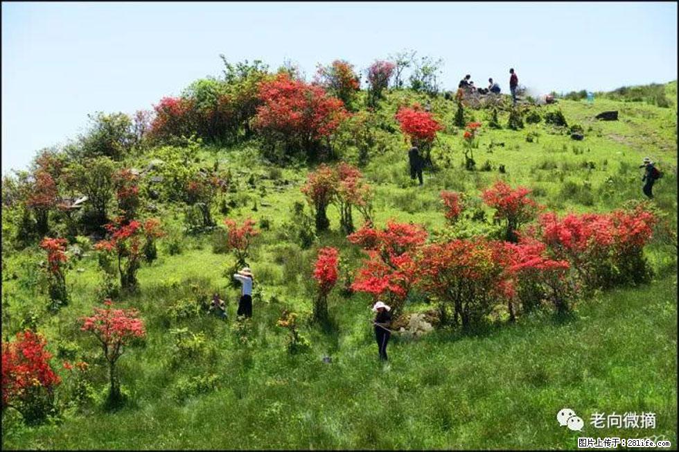 【春天,广西桂林灌阳县向您发出邀请!】宝盖山上映山红 - 游山玩水 - 漳州生活社区 - 漳州28生活网 zhangzhou.28life.com