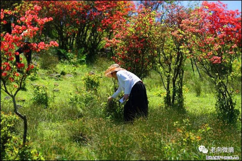 【春天,广西桂林灌阳县向您发出邀请!】宝盖山上映山红 - 游山玩水 - 漳州生活社区 - 漳州28生活网 zhangzhou.28life.com