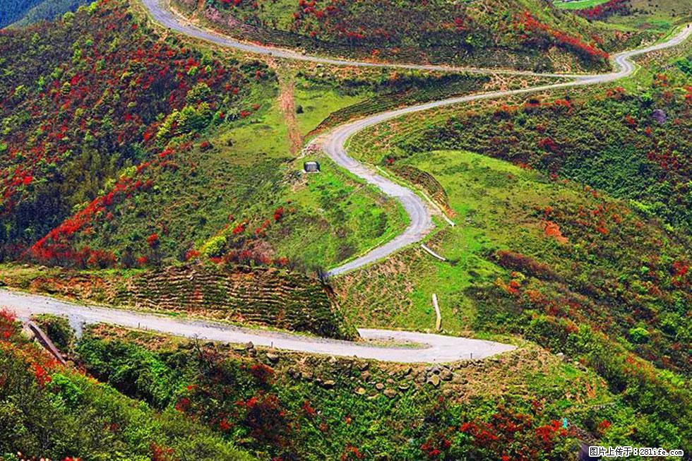 【春天,广西桂林灌阳县向您发出邀请!】春木界上映山红 - 游山玩水 - 漳州生活社区 - 漳州28生活网 zhangzhou.28life.com