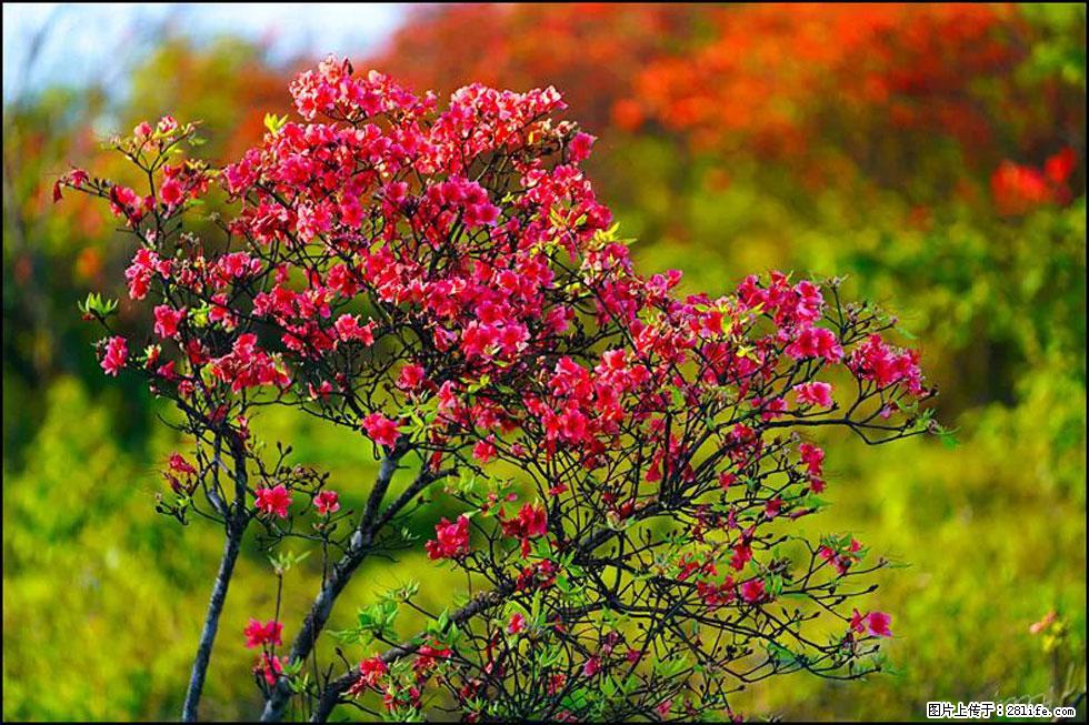 【春天,广西桂林灌阳县向您发出邀请!】春木界上映山红 - 游山玩水 - 漳州生活社区 - 漳州28生活网 zhangzhou.28life.com
