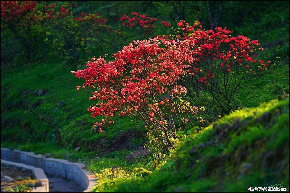 【春天,广西桂林灌阳县向您发出邀请!】春木界上映山红 - 游山玩水 - 漳州生活社区 - 漳州28生活网 zhangzhou.28life.com