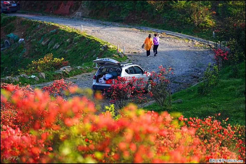 【春天,广西桂林灌阳县向您发出邀请!】春木界上映山红 - 游山玩水 - 漳州生活社区 - 漳州28生活网 zhangzhou.28life.com