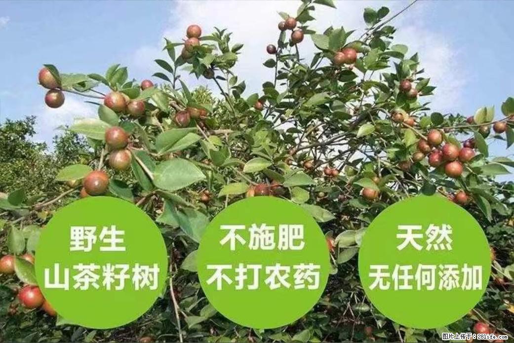【灌阳县油茶产业示范区】一个有着充实的精神生活的人,对待身外之物自会有一种淡泊的态度 - 土特产 - 饮食特产 - 漳州分类信息 - 漳州28生活网 zhangzhou.28life.com