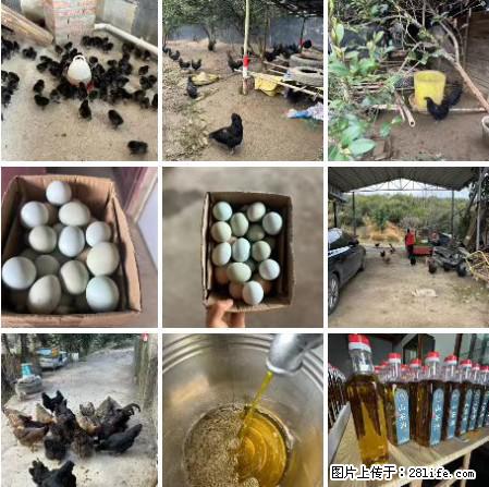 油茶园从小鸡仔开始养起的纯土鸡、土鸡蛋可以预定啦!还有前几天刚榨的纯山茶油哦 - 美食天地 - 漳州生活社区 - 漳州28生活网 zhangzhou.28life.com