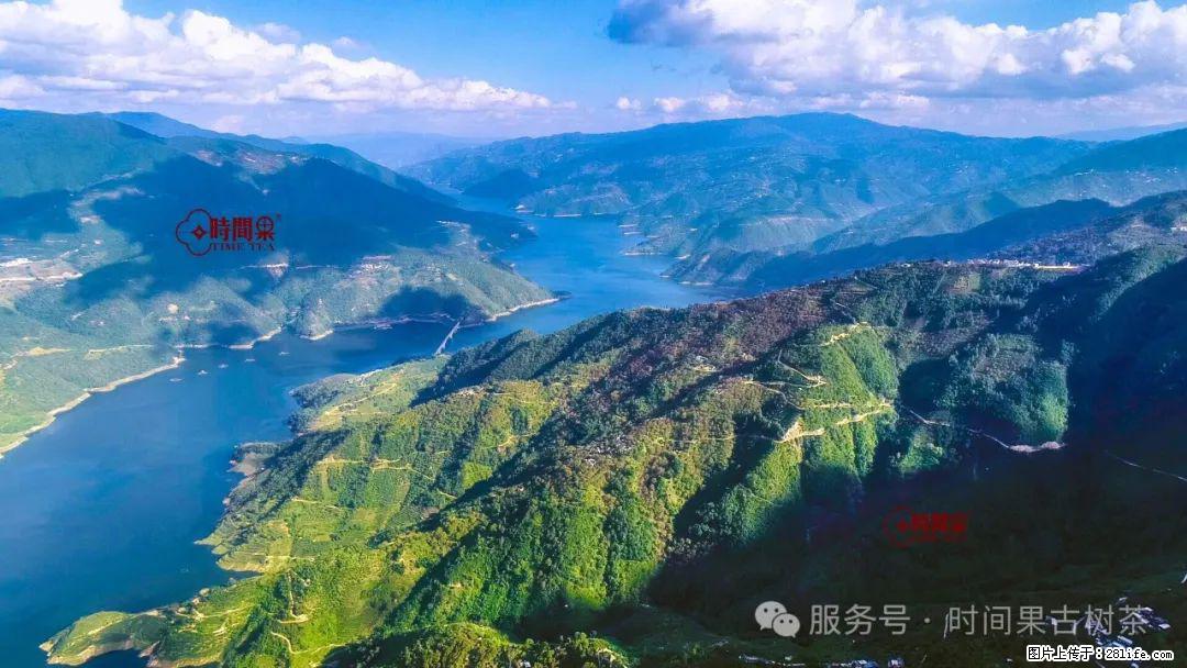 时间果百年古树龙珠普洱生茶 - 购物交流 - 漳州生活社区 - 漳州28生活网 zhangzhou.28life.com