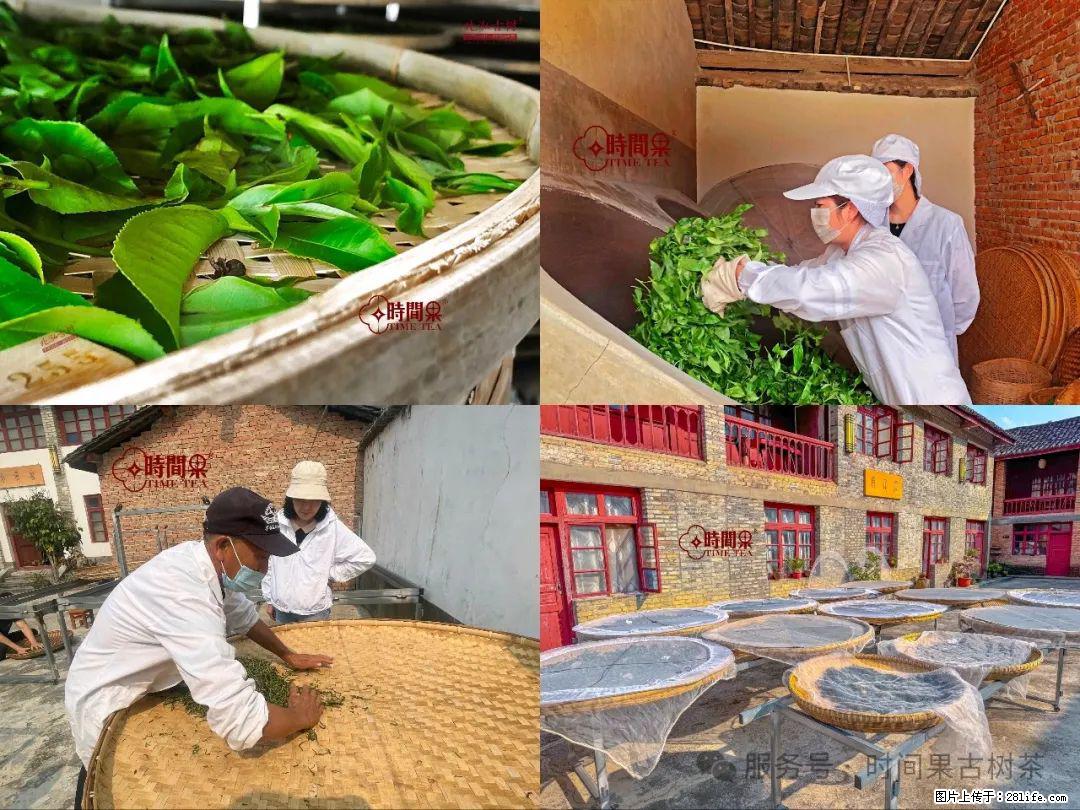 时间果百年古树龙珠普洱生茶 - 购物交流 - 漳州生活社区 - 漳州28生活网 zhangzhou.28life.com
