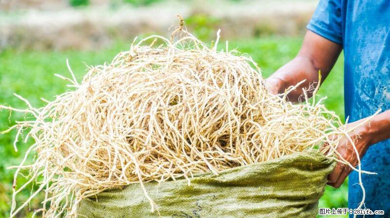 堪称“最难吃”的蔬菜，却是 “抗辐射神器”，还能护肺、清热、止咳化痰！ - 漳州生活资讯 - 漳州28生活网 zhangzhou.28life.com