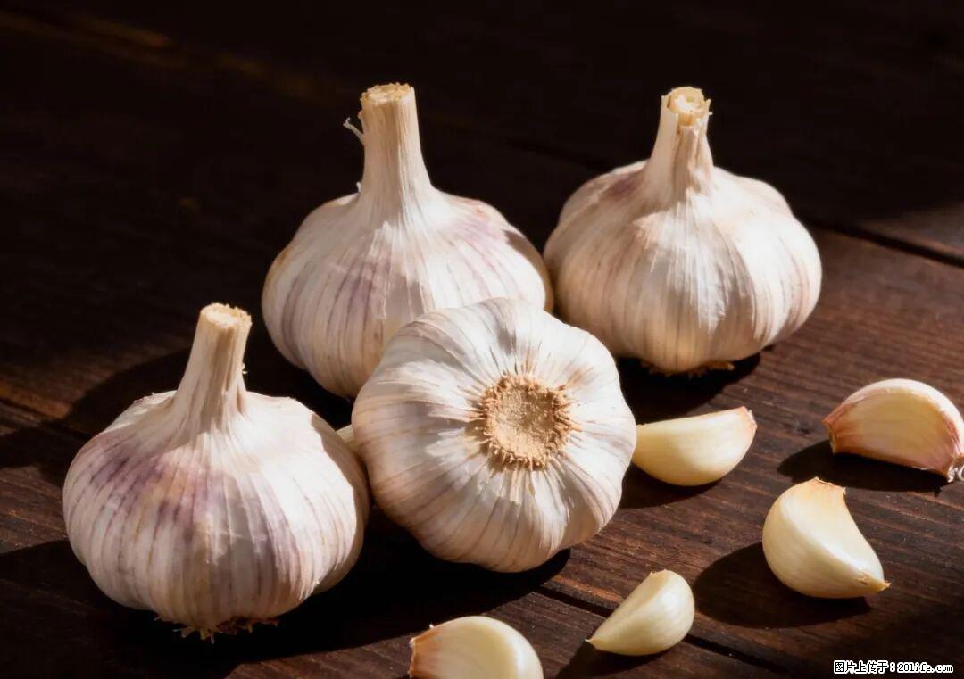 关于大蒜，除了“天然抗生素”，这4个谣言更该警惕! - 漳州生活资讯 - 漳州28生活网 zhangzhou.28life.com