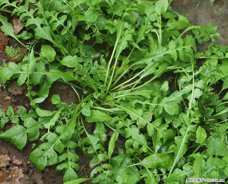 这些蔬菜是“天然钙片”，这6种被医生重点推荐 - 漳州生活资讯 - 漳州28生活网 zhangzhou.28life.com