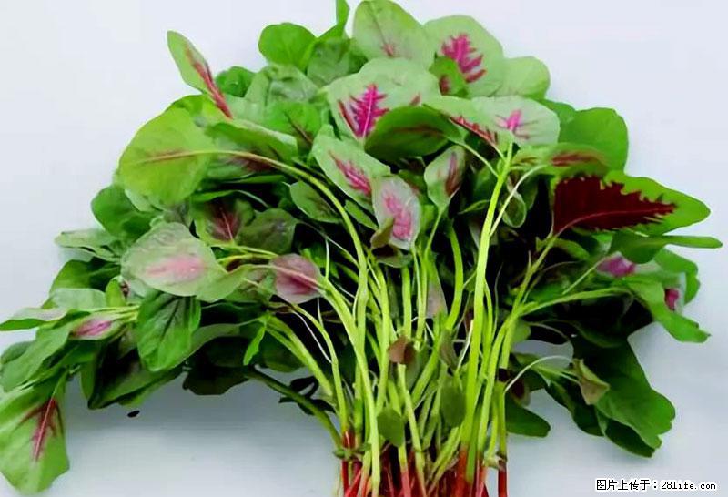 这些蔬菜是“天然钙片”，这6种被医生重点推荐 - 漳州生活资讯 - 漳州28生活网 zhangzhou.28life.com