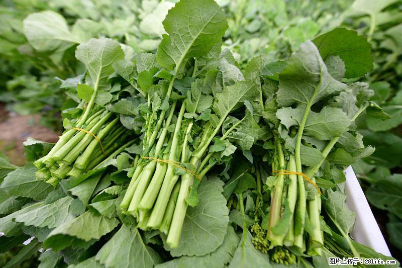 这些蔬菜是“天然钙片”，这6种被医生重点推荐 - 漳州生活资讯 - 漳州28生活网 zhangzhou.28life.com